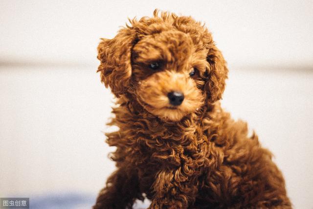 泰迪犬的颜色有哪些，泰迪犬掉毛吗