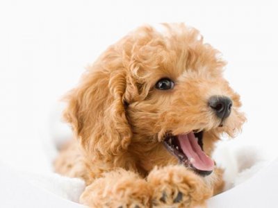 ​泰迪犬的颜色有哪些，泰迪犬掉毛吗