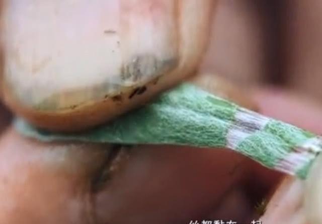 北方人没见过的野草，南方人最爱用来做美食