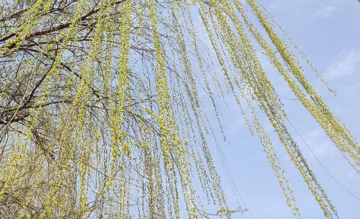 春天来了，西安周边这4大草莓采摘胜地不容错过，最低只需10元1斤