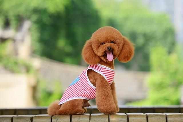 泰迪犬若有这5个特点，不是纯种的哦，你知道吗？