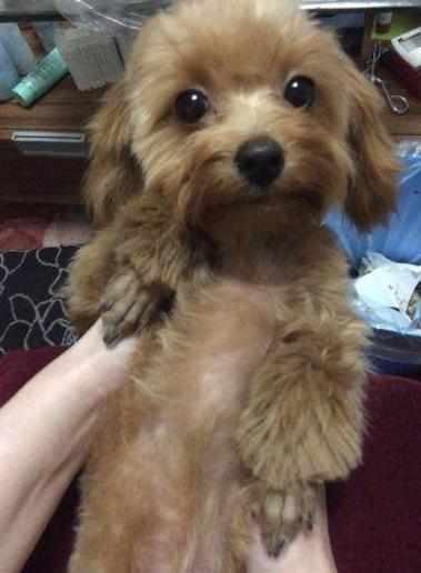 泰迪犬若有这5个特点，不是纯种的哦，你知道吗？