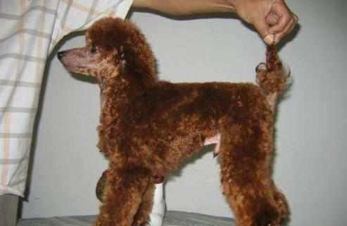 泰迪犬若有这5个特点，不是纯种的哦，你知道吗？