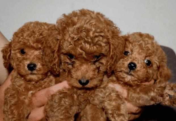 泰迪犬若有这5个特点，不是纯种的哦，你知道吗？