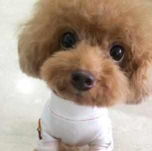 泰迪犬若有这5个特点，不是纯种的哦，你知道吗？
