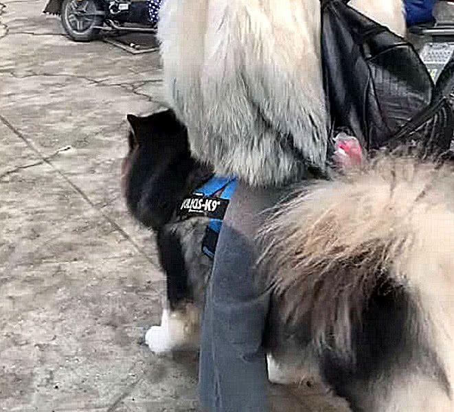 女主人带大狗出去溜，累了直接骑它身上，这画面让人大开眼界