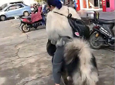 ​女主人带大狗出去溜，累了直接骑它身上，这画面让人大开眼界