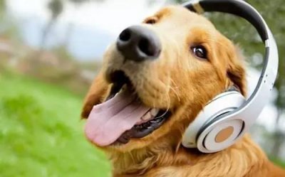 ​狗狗喜欢听的音乐，在你拿狗子没办法的时候，不妨给它听首音乐吧
