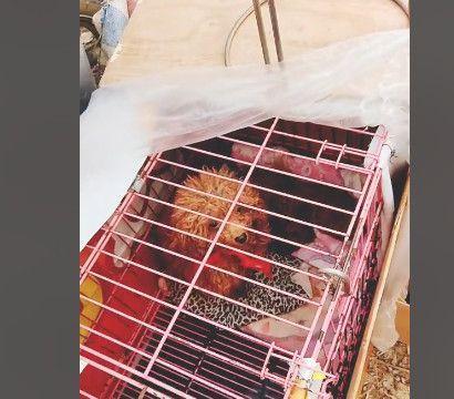 泰迪生完一窝狗狗，刚满月就被主人带来卖，主人：十元一只也卖了