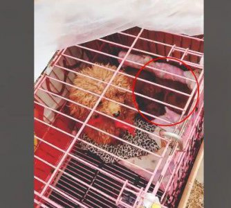 ​泰迪生完一窝狗狗，刚满月就被主人带来卖，主人：十元一只也卖了