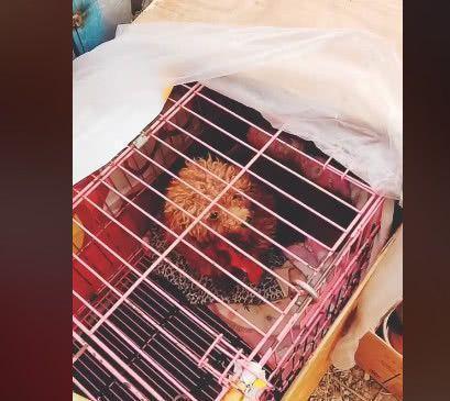 泰迪生完一窝狗狗，刚满月就被主人带来卖，主人：十元一只也卖了