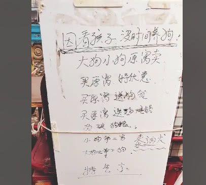 泰迪生完一窝狗狗，刚满月就被主人带来卖，主人：十元一只也卖了