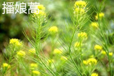 ​播娘蒿与白蒿的区别