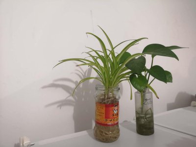 ​水养的花有哪些