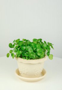 ​铜钱草怎么种，铜钱草图片