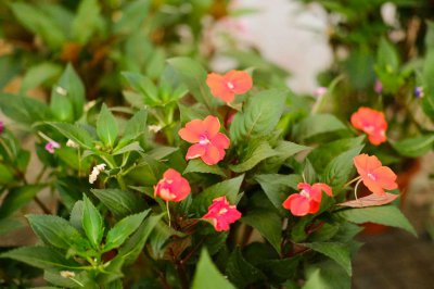 ​凤仙花的养殖方法和注意事项