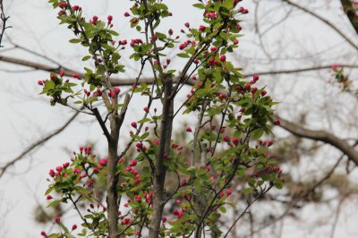 ​海棠花代表什么意思