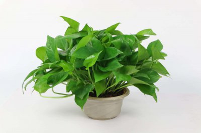 ​家里养绿萝好不好