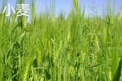 ​小麦和水稻的区别