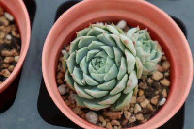 ​新陶盆和老陶盆哪个适合多肉