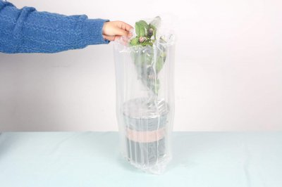 ​啤酒可以浇茶花吗