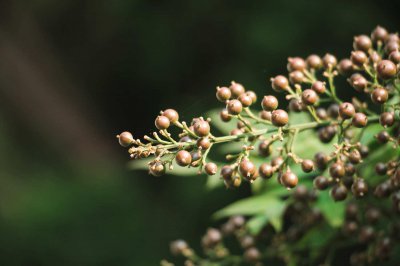 ​南天竹的养殖方法和注意事项