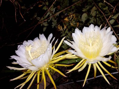 ​昙花可以嫁接在仙人掌上吗，可以养在室内吗
