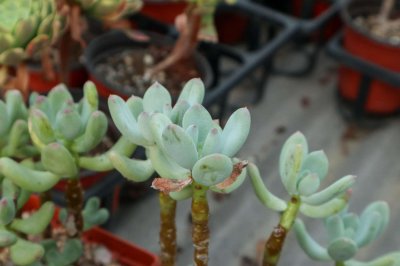 ​无根多肉可以直接种吗