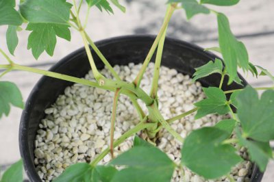​牡丹能种在家里吗，放家里好不好