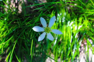 ​葱兰怎么浇水