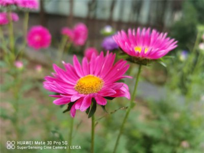 ​翠菊怎么浇水