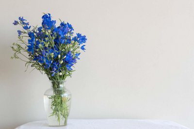 ​飞燕草如何施肥