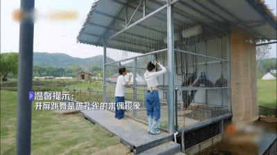 ​大家为了让孔雀开屏可以说是绞尽脑汁……
