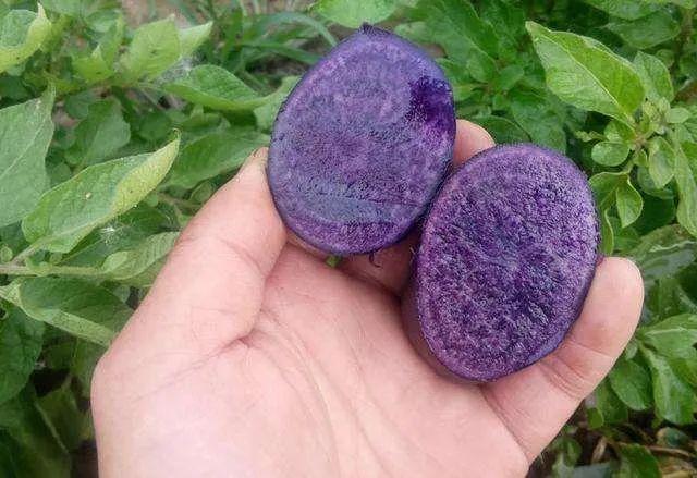 好味｜紫色的土豆你吃过吗？做法简单，营养价值极高，好吃还不贵！
