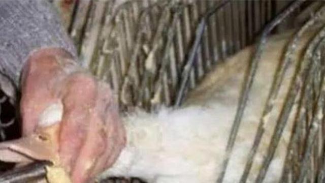鹅肝作为世界顶级食材，做法有多残忍？法国动物协会屡发声讨