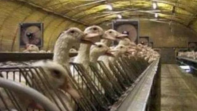 鹅肝作为世界顶级食材，做法有多残忍？法国动物协会屡发声讨