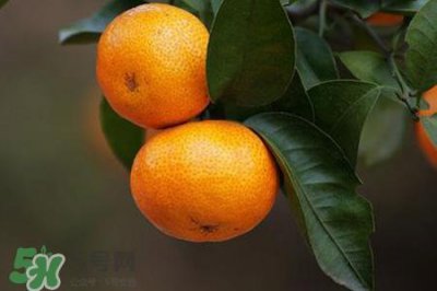 ​橘子煮熟后为什么发苦？橘子煮水有什么好处吗？