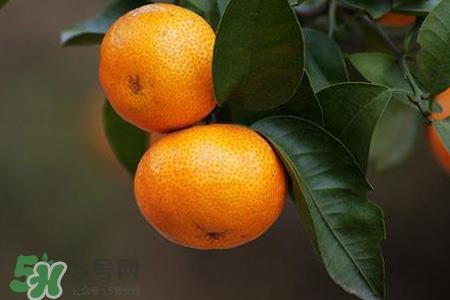橘子煮熟后为什么发苦？橘子煮水有什么好处吗？