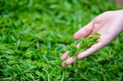 ​清明茶放了一年还能喝吗 清明茶过期了还能喝吗
