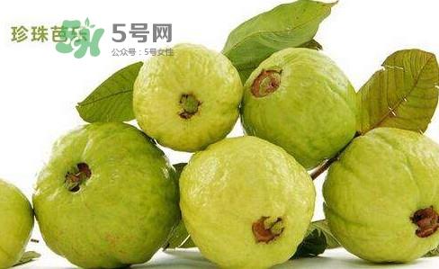 芭乐是什么季节的水果？芭乐什么时候吃最好