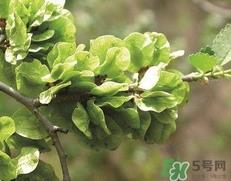 榆钱怎么吃最好吃?榆钱的吃法大全