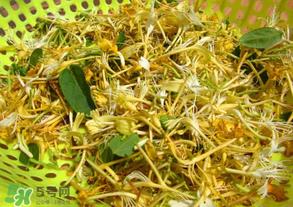 刚摘的金银花能泡水喝吗？刚摘的金银花怎么处理？