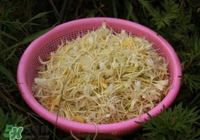 刚摘的金银花能泡水喝吗？刚摘的金银花怎么处理？