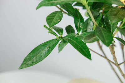 ​栀子花冬天养，用这“2招”，不黄叶干枯，来年花苞蹿！