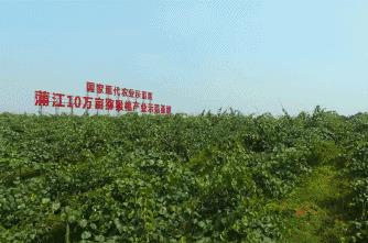 柔嫩多汁！四川蒲江红心猕猴桃上市尝鲜！￥29.9=12枚！