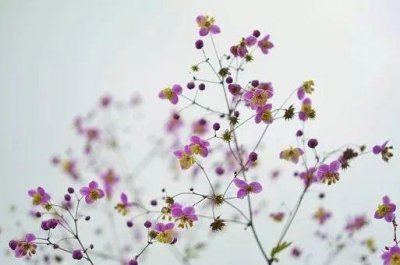 ​董卿连续3年缺席春晚的原因曝光，背后真相令人落泪……