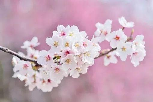 董卿连续3年缺席春晚的原因曝光，背后真相令人落泪……