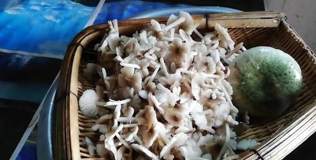 又到了吃野生菇的时候，家常版做法真下饭，蘑菇鲜香滑嫩