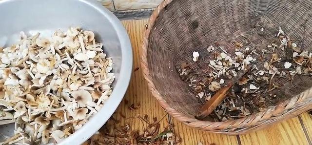 又到了吃野生菇的时候，家常版做法真下饭，蘑菇鲜香滑嫩