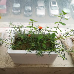 ​太阳花的主要价值